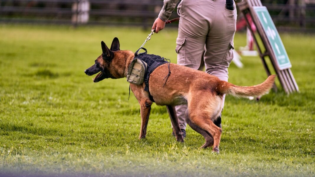 Perro detector con arnés junto a su guía durante un entrenamiento
