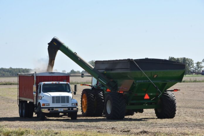 Texas declara desastre por el diésel, que ya roza US$6 el galón Un carro granelero descarga grano en un camión durante la cosecha en un campo de Estados Unidos