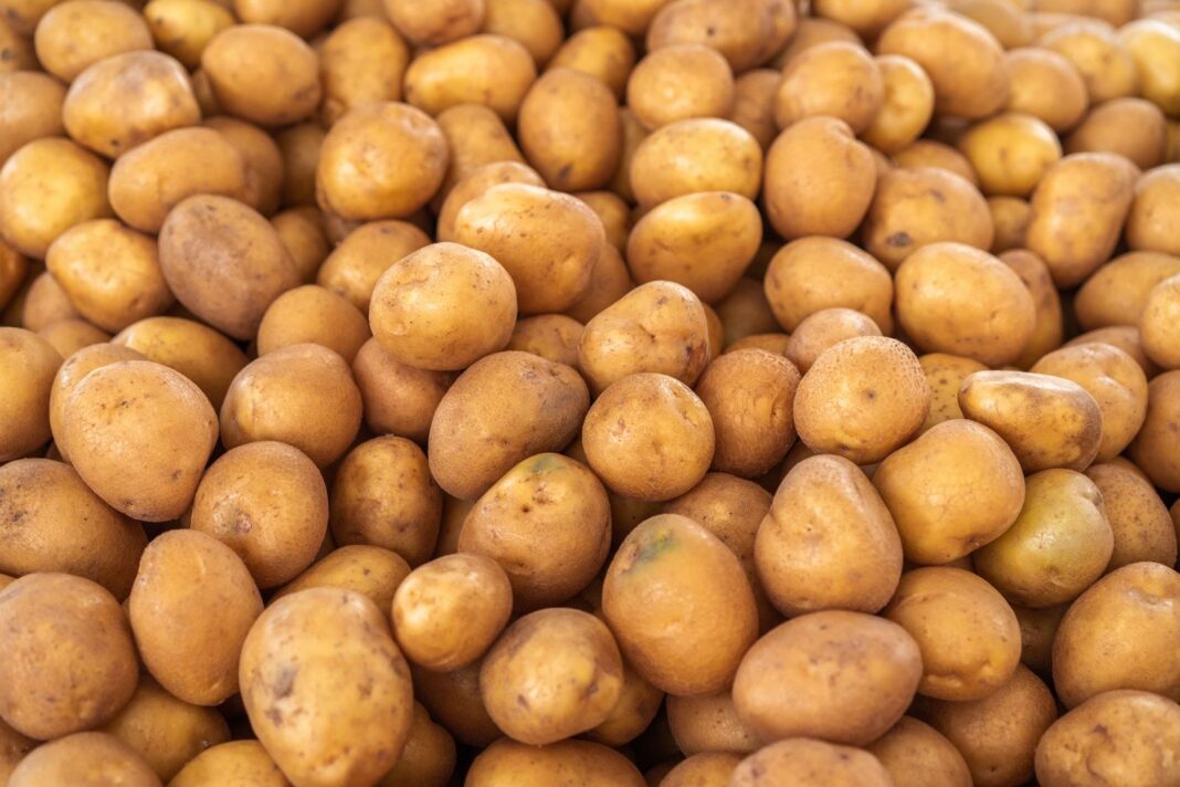 Montón de papas recién cosechadas