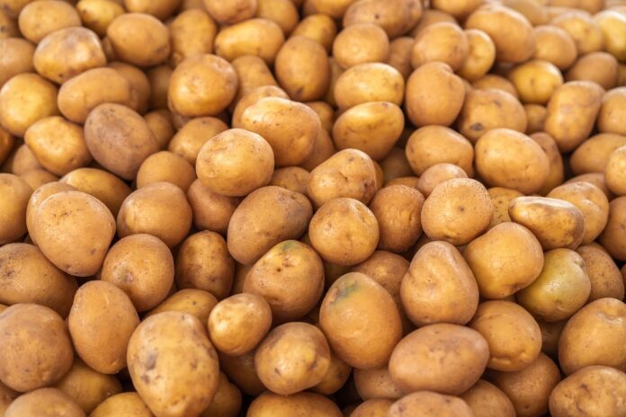 Balcarce: investigan a camionero por 32 t de papas de McCain Montón de papas recién cosechadas