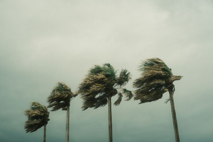 México: huracán Simón cierra Puerto Vallarta hasta el martes 13 Palmeras dobladas por el viento bajo un cielo de tormenta