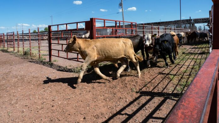 Columbus reabre al ganado de Chihuahua tras casi dos años cerrado Becerros entran a un corral junto al muro fronterizo durante la reapertura de un cruce ganadero entre México y Estados Unidos
