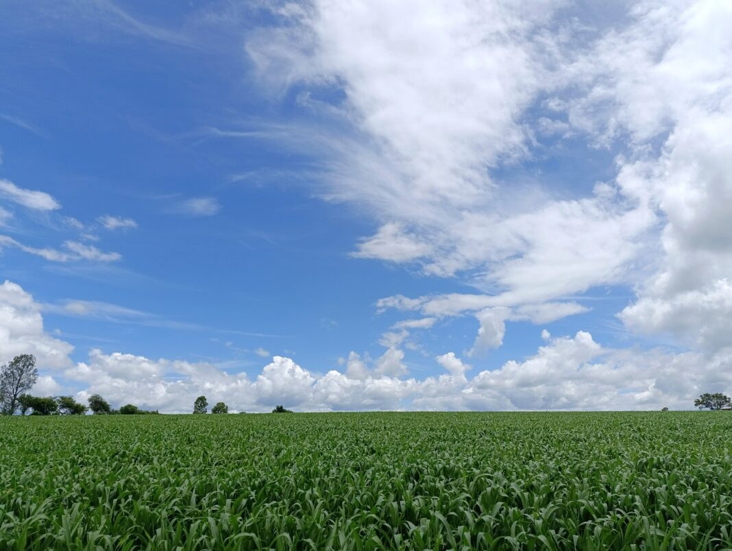 Campo de maíz en Guanajuato bajo un cielo con nubes