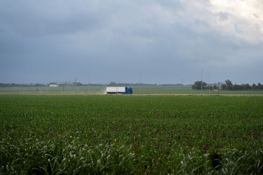 Camión semirremolque azul con caja blanca por una ruta rural entre campos de maíz bajo un cielo nublado
